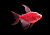 Тернеция (GloFish) Ассорти Вуалевая
